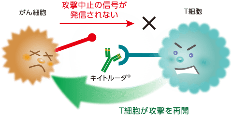 キイトルーダ®の作用のイメージ