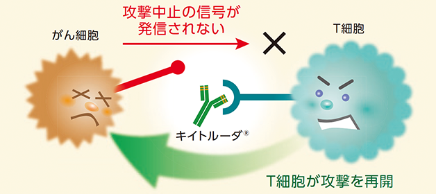 キイトルーダ®と化学療法の併用ページへ遷移