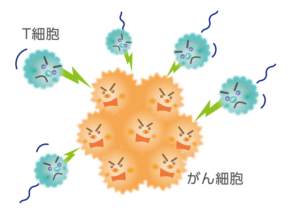 私たちの免疫とがんのイメージ