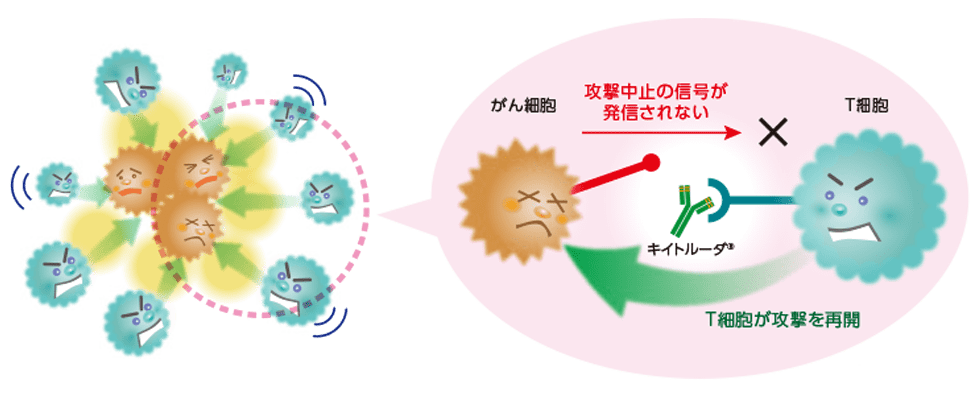 キイトルーダ®（免疫チェックポイント阻害薬）についてのイメージ