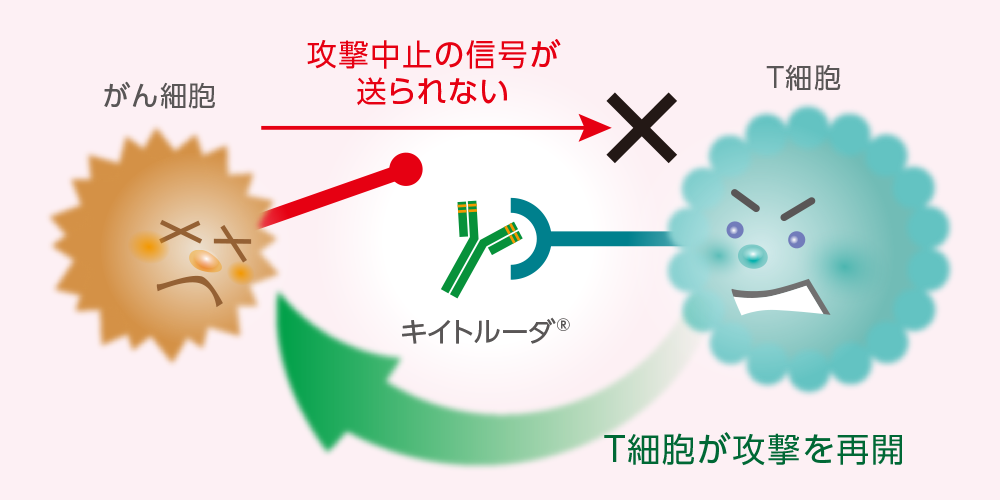 免疫チェックポイント阻害薬についてのイメージ