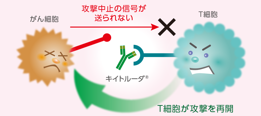 がん細胞と治療についてのイメージ