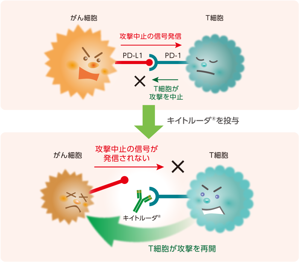 免疫チェックポイント阻害薬についてのイメージ