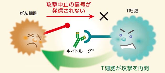 キイトルーダ®の作用のイメージ