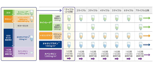 1サイクルのタイムスケジュールと治療スケジュールについて