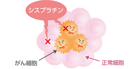 術後補助療法で用いられるシスプラチン