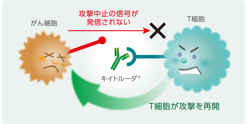 免疫チェックポイント阻害薬についてのイメージ