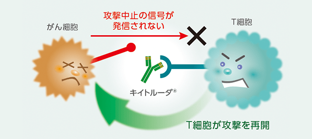 がん細胞と薬物治療についてのイメージ